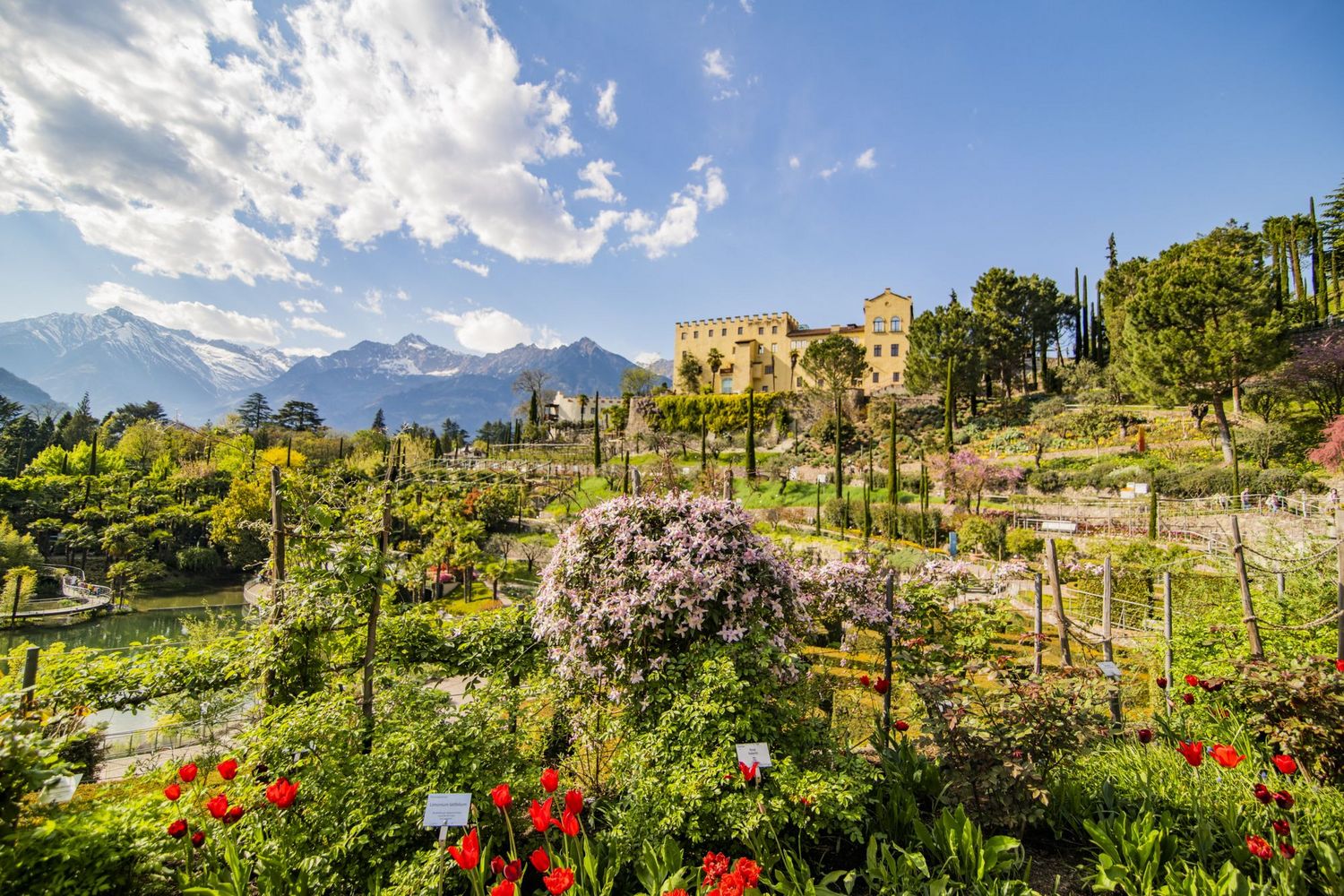 Terraced spring garden with red tulips and a flowering shrub, a yellow hillside castle, and snow-capped mountains under a blue sky.