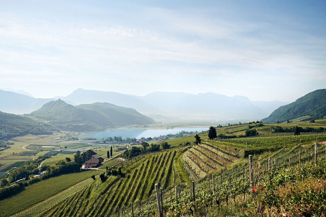 Terrassierte Weinberge mit Reben im Vordergrund, dahinter ein See und sanfte Berge unter blauem Himmel.