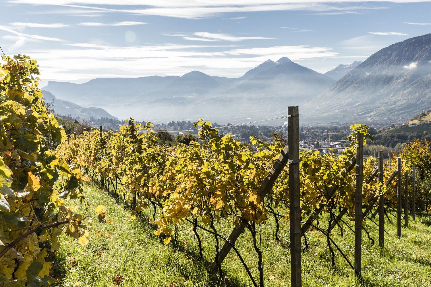 Vineyard rows with yellowing leaves on a sunlit hillside overlooking a misty valley and distant mountains.